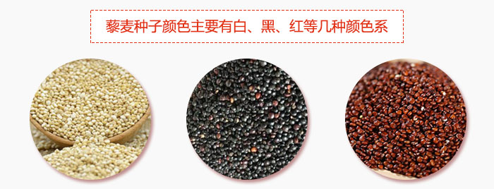 藜麥種子顏色主要有白、黑、紅等幾種顏色系，營(yíng)養(yǎng)成分相差不大，其中白色口感好，黑、紅色口感相對(duì)差些，籽粒也較小。